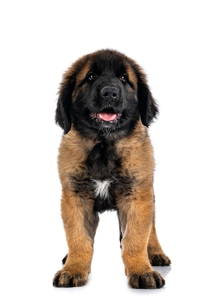 Szczeniak Leonberger w studio