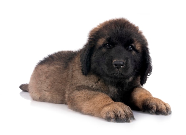 szczeniak Leonberger w studiu