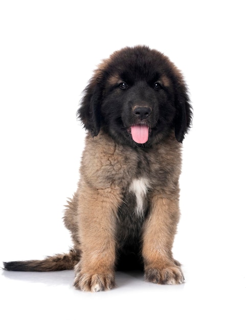 szczeniak Leonberger w studiu