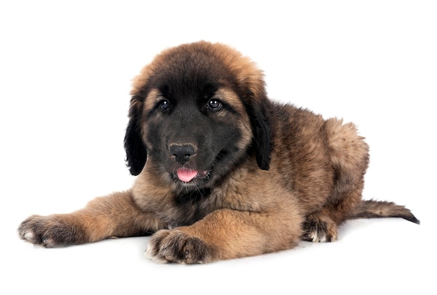 szczeniak Leonberger w studiu