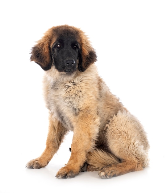 Szczeniak Leonberger