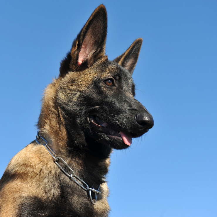 Zdjęcie szczeniak malinois dog