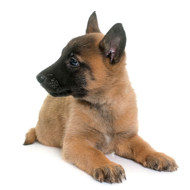 szczeniak malinois owczarka belgijskiego