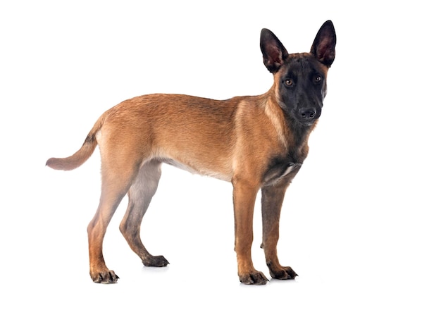 szczeniak malinois w studiu