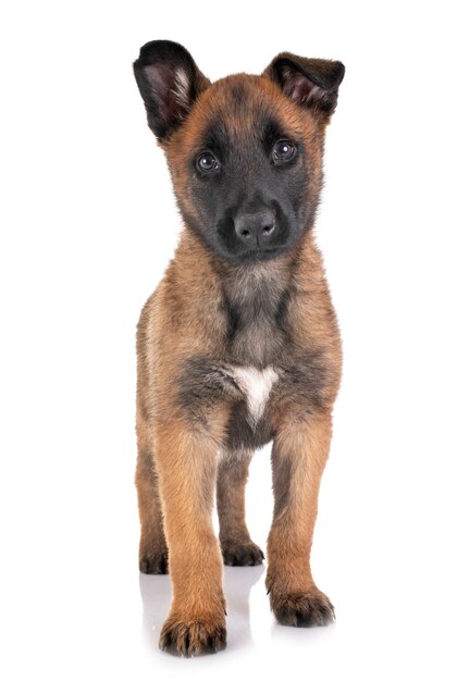 szczeniak malinois w studiu