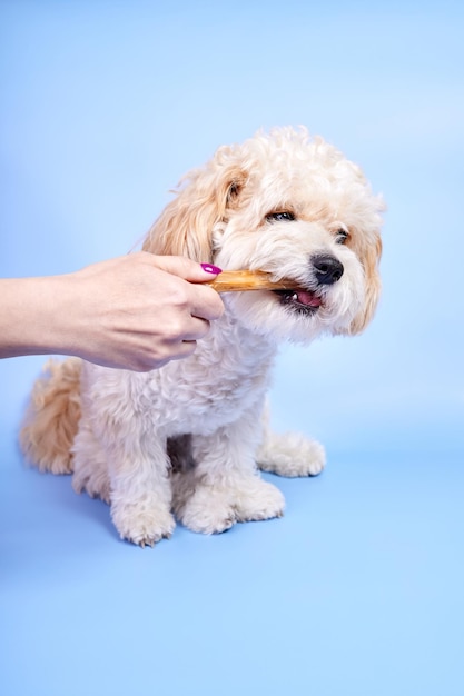 Szczeniak Maltipoo gryzący kość podarowaną mu przez dziewczynę