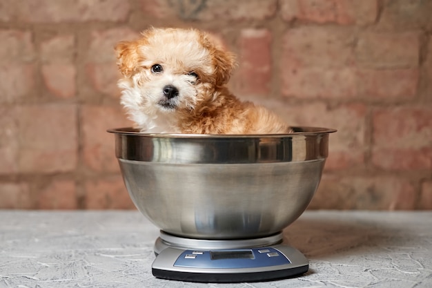 Szczeniak Maltipoo jest ważony na wadze kuchennej na ceglanej ścianie