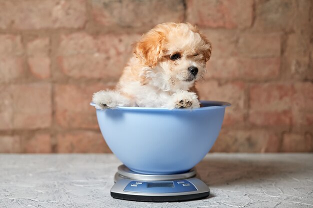 Szczeniak Maltipoo jest ważony na wadze kuchennej przy ścianie z cegły. Zbliżenie, selektywne skupienie