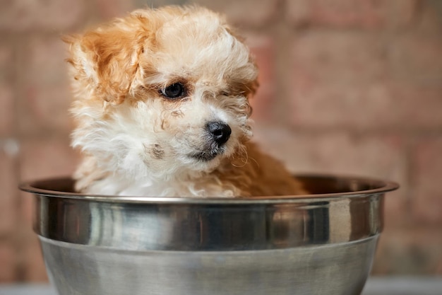 Szczeniak Maltipoo jest ważony na wadze kuchennej przy ścianie z cegły. Zbliżenie, selektywne skupienie