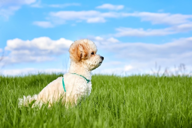 Szczeniak Maltipoo spaceruje po zielonej trawie i niebieskim tle nieba