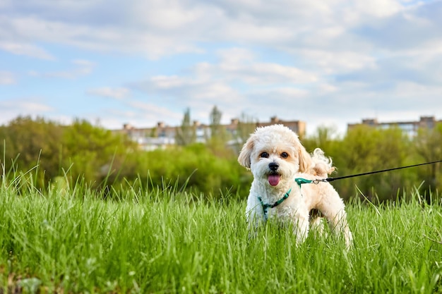 Szczeniak Maltipoo spaceruje po zielonej trawie i niebieskim tle nieba