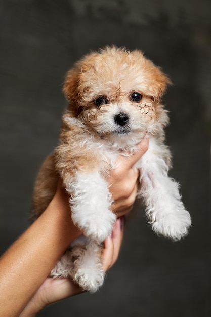 Szczeniak Maltipoo Urocza mieszanka maltański i pudel szczeniak w rękach kobiet na szarym tle