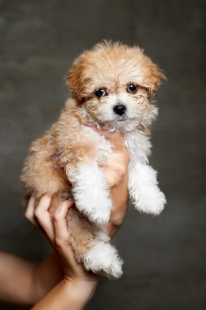 Szczeniak Maltipoo W Rękach Kobiet Na Szarym Tle