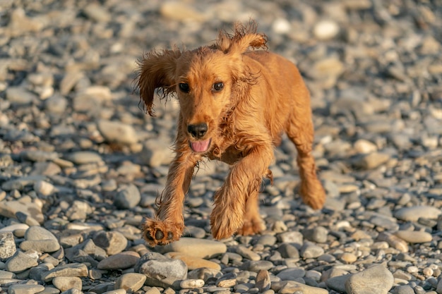 Szczeniak młody pies cocker spaniel angielski podczas biegania w wodzie