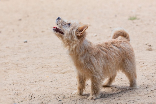 Szczeniak Norwich Terrier stojący na letnim tle na świeżym powietrzu