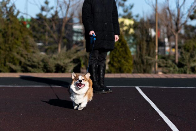Szczeniak Pembroke Welsh Corgi spaceruje w słoneczny dzień w miejskim parku, skacząc i biegnąc, szczęśliwy mały pies, koncepcja opieki, życie zwierzęce, zdrowie, pokaz rasy psów.