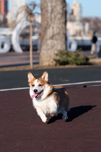 Szczeniak Pembroke Welsh Corgi spaceruje w słoneczny dzień w miejskim parku Szczęśliwy mały pies Koncepcja opieki nad zwierzętami życie zdrowie pokaz rasy psów