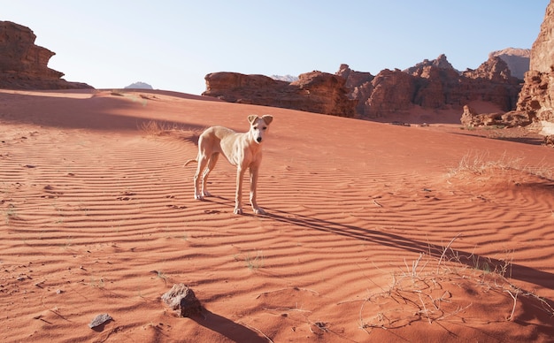 Szczeniak Pies Biały Ogar W Piasku. Wydmy Na Pustyni Wadi Rum W Jordanii