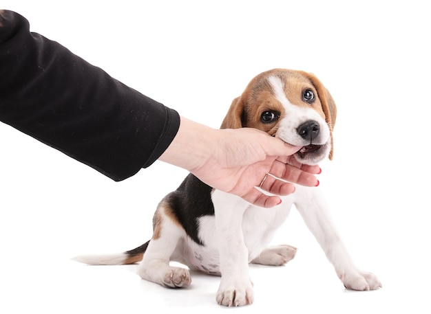 Szczeniak pies rasy beagle do żucia na rękę na białej przestrzeni