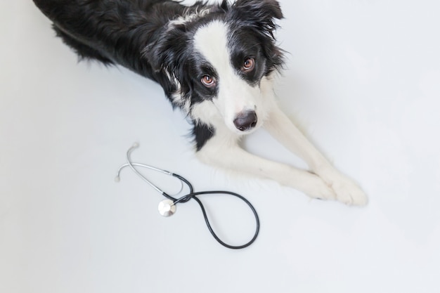 Szczeniak pies rasy border collie i stetoskop