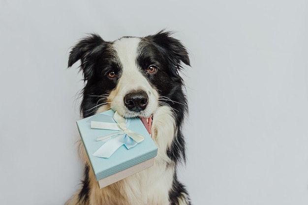 Zdjęcie szczeniak pies rasy border collie trzyma niebieskie pudełko w ustach na białym tle boże narodzenie nowy rok urodziny valentine celebracja obecna koncepcja pies na wakacje daje prezent przykro mi