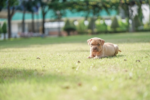 Szczeniak Pitbull