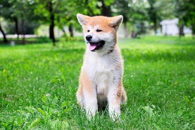 Szczeniak rasowego japońskiego psa Akita inu w parku na zielonej trawie