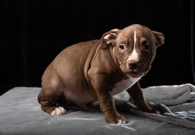 Szczeniak rasy American Bully na czarnym tle