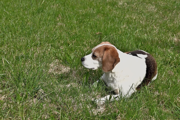 szczeniak rasy beagle na trawie