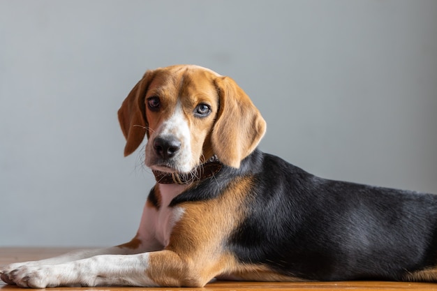 Szczeniak rasy Beagle patrzący w górę na szarym ekranie