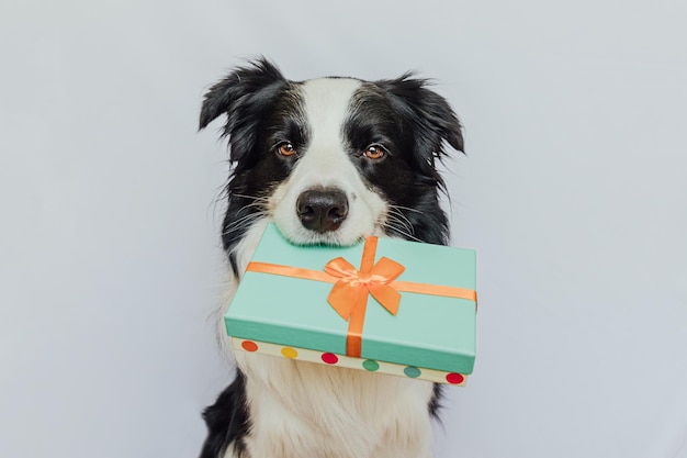 Szczeniak rasy border collie trzymający w ustach zielone pudełko na białym tle boże narodzenie nowy y