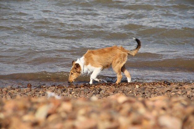 szczeniak rasy collie gra na plaży