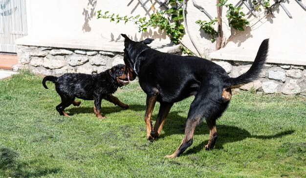 Szczeniak rottweiler bawi się z dorosłym beauceron