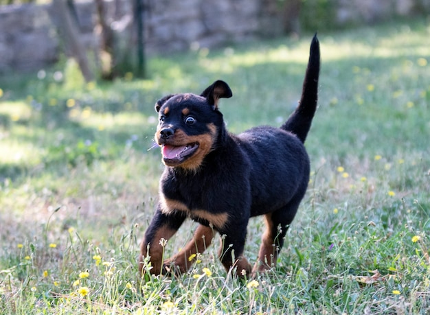 Szczeniak rottweiler biegający w naturze latem