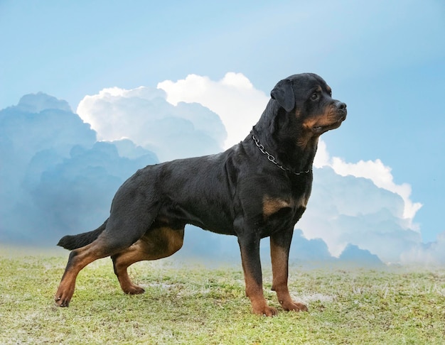 Szczeniak rottweiler biegający w naturze latem