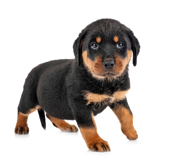 Szczeniak rottweiler na białym na białym tle