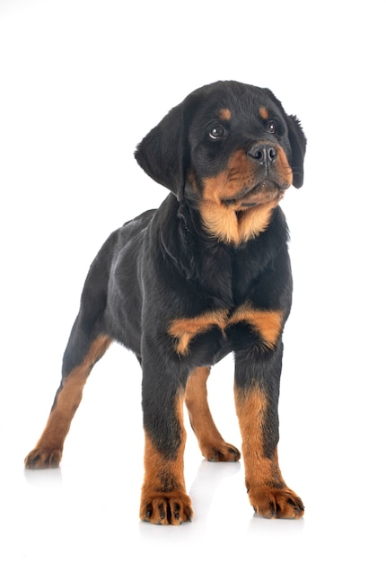 Szczeniak rottweiler na białym tle