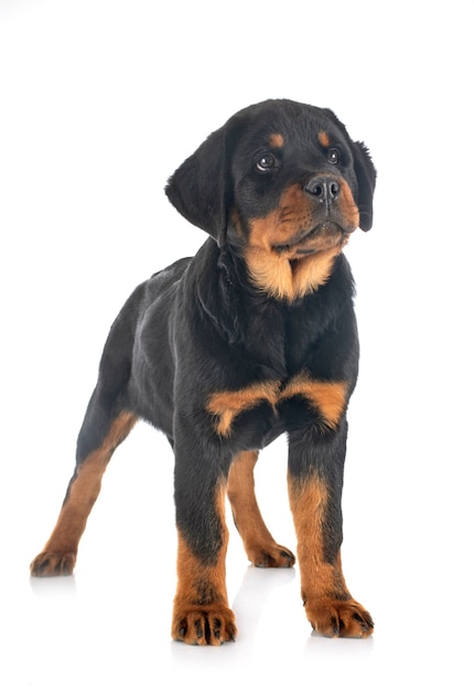 Szczeniak Rottweiler Na Białym Tle