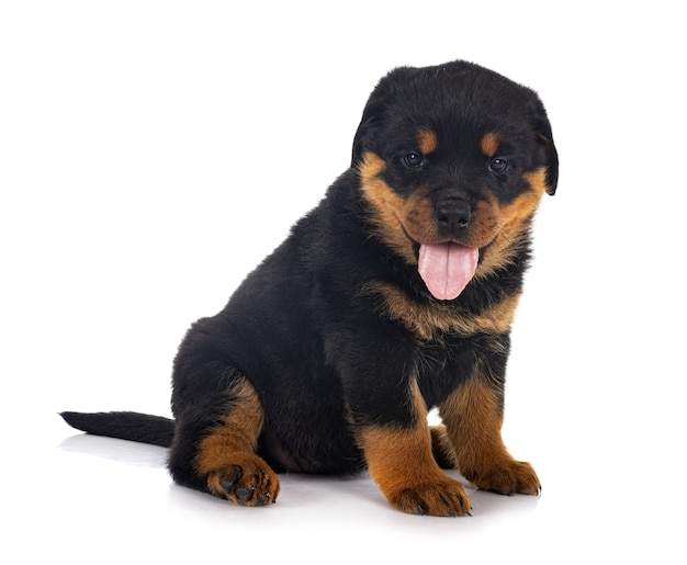 Szczeniak Rottweiler Na Białym Tle