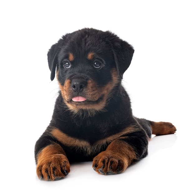 Szczeniak Rottweiler Na Białym Tle