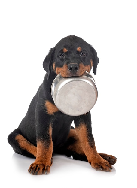 Szczeniak rottweiler na białym tle
