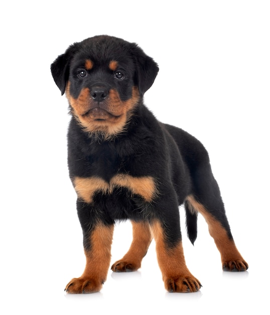 Szczeniak rottweiler na białym tle