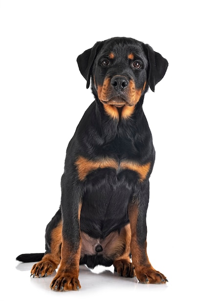 Szczeniak rottweiler na białym tle
