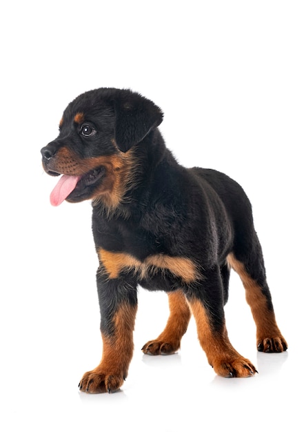 Szczeniak Rottweiler Na Białym Tle