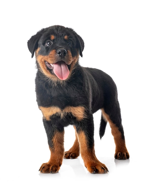 Szczeniak rottweiler na białym tle