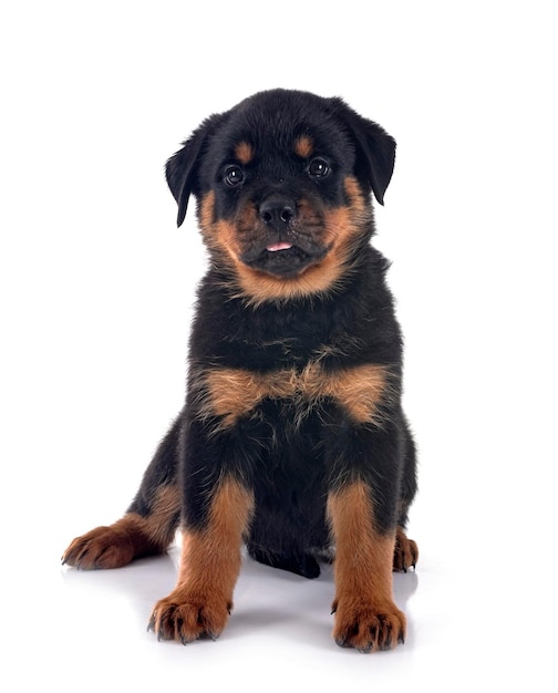 szczeniak rottweiler na białym tle