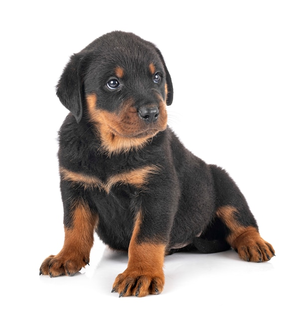 Szczeniak Rottweiler Przed Białym Tle