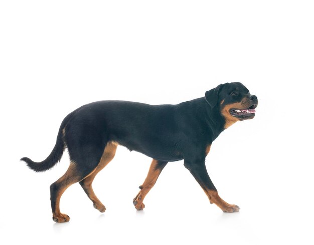 Szczeniak rottweiler przed białym tle
