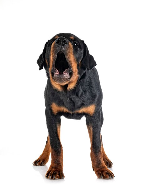 Szczeniak Rottweiler Przed Białym Tłem