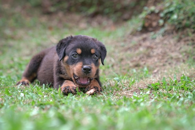 Szczeniak Rottweiler w ogrodzie